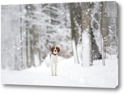  Милый мальтийский щенок, изолированный на белом фоне