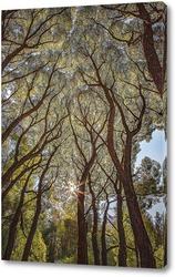    Исполинские деревья с яркими и красивыми кронами