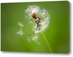   Постер Одуванчик с разлетающимеся на ветру семенами
