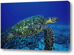   Постер Turtle025