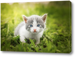   Постер Little Cute grey fluffy kitten outdoors. kitten first steps.