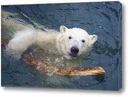   Постер белый медвежонок