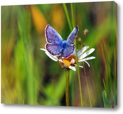   Постер Бабочка на ромашке