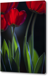   Постер тюльпаны