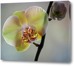    Орхидея фаленопсис Элегантная Дама