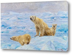   Постер Три полярных медведя