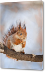    Cute young squirrel on tree with held out paw against blurred winter forest in background.	