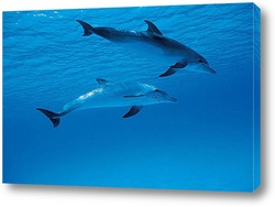   Постер Dolphin017