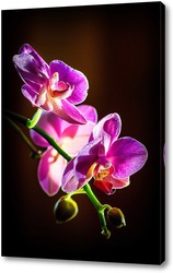    Орхидея