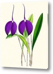   Картина Тропическая орхидея