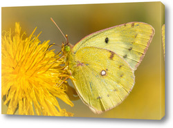   Постер Красивая бабочка на цветке одуванчика
