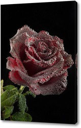  "красная роза на черном фоне".