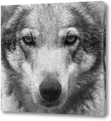  Любовь и волки
