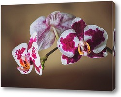  Цветок орхидеи на мокром стекле