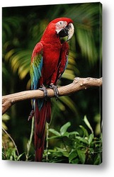  Волнистый попугай