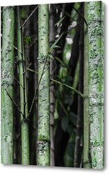    Бамбук