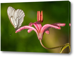  Красивая бабочка на цветке