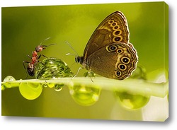   Постер Бабочка и муравей с каплей воды