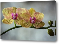  Орхидея фаленопсис Элегантная Дама
