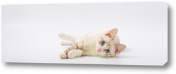   Постер Beautiful young British cat with blue eyes on a white background