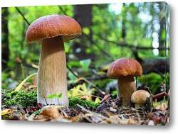  Beautiful birch bolete (birch mushroom, rough boletus or brown-cap fungus) in grass with autumn leaves.