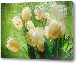    Белые тюльпаны 