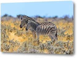    Зебра с детенышем в дикой природе