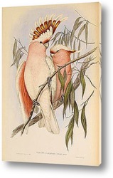   Постер Птицы Австралии