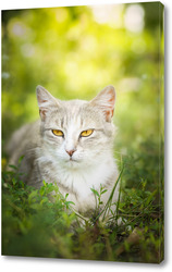   Постер Серая полосатая кошка гуляет на поводке по зеленой траве на открытом воздухе..