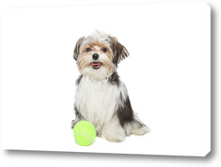   Постер Милый мальтийский щенок, изолированный на белом фоне
