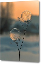  Замёрзший мыльный пузырь на растении