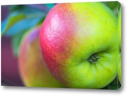   Постер Яблоки в саду