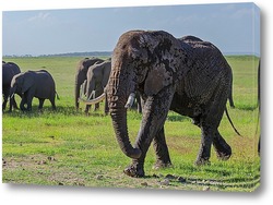  семья слонов