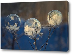   Постер Три мыльных пузыря на сухом растении