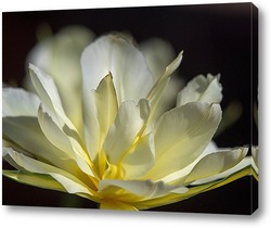    Белый тюльпан