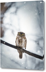    Owl in winter forest on stump. Pygmy small bird via snowfall. Small owl in natural habitat. Glaucidium passerinum