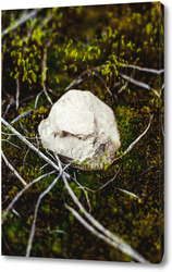   Постер Белый камень в мохе