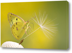   Постер Бабочка на семени одуванчика