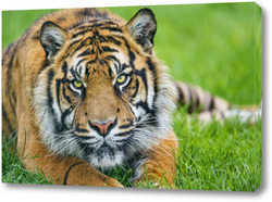   Постер Тигры 51030