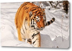   Постер Тигры 40808