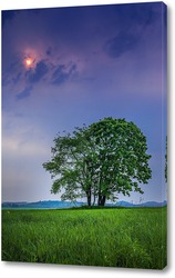    Несколько деревьев одиноко стоящих в поле на фоне пасмурного неба и солнца пробивающегося сквозь тучи