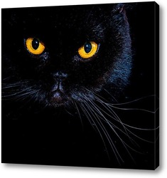   Черный кот