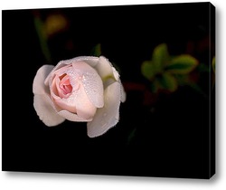    Белая роза