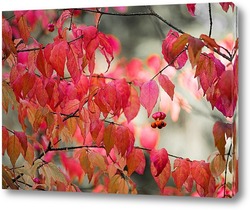    Осенний цвет бересклета