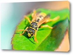    The wasp is sitting on green leaves. The dangerous yellow-and-black striped common Wasp sits on leaves	