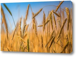    Колосья пшеницы