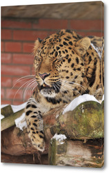  Постер леопард