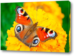   Постер European peacock butterfly (Aglais io). Copy space