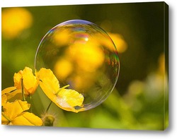    Мыльный пузырь на жёлтом цветке.