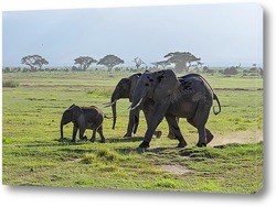    семья слонов